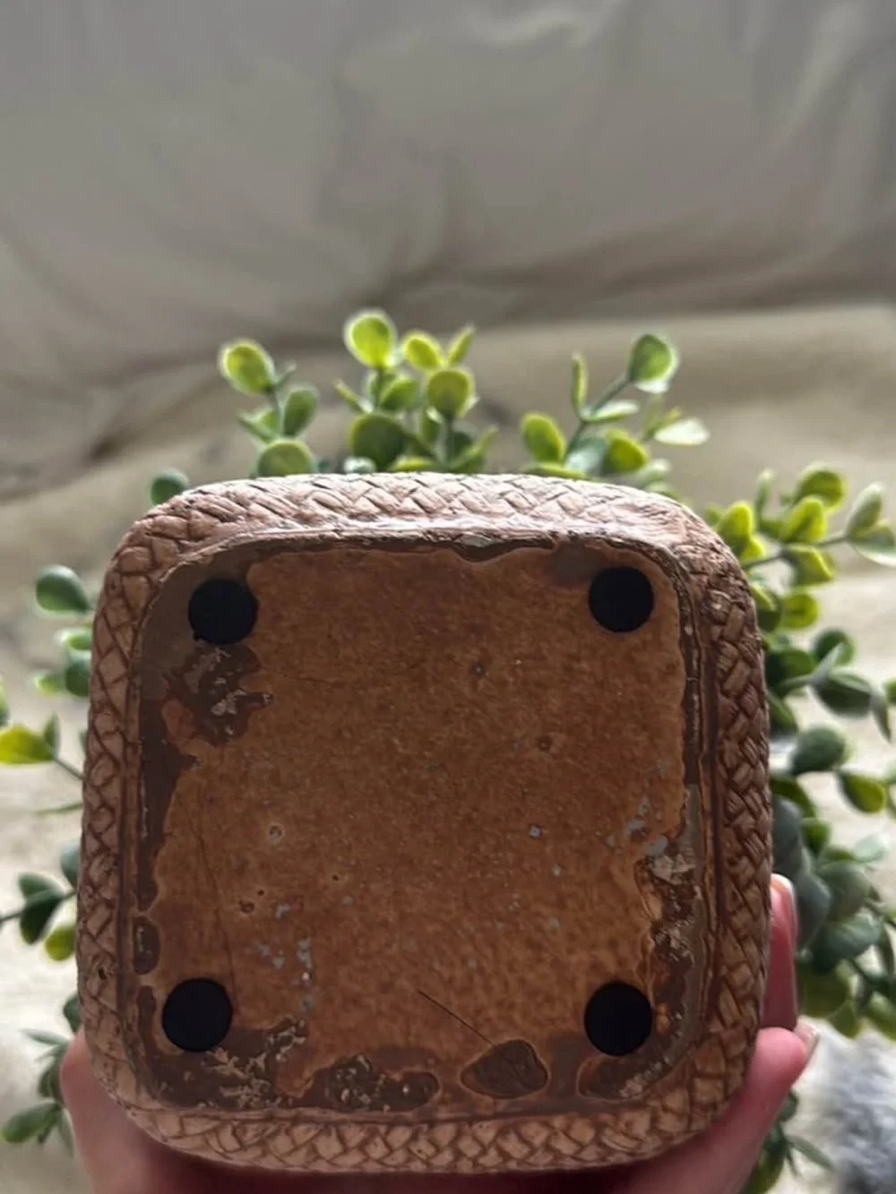 Decorative plant